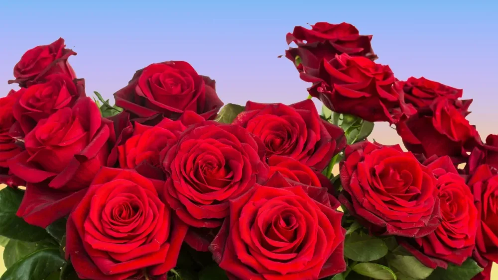rssImage-3cb289b034acb83ef0b0f3366659b853.webp