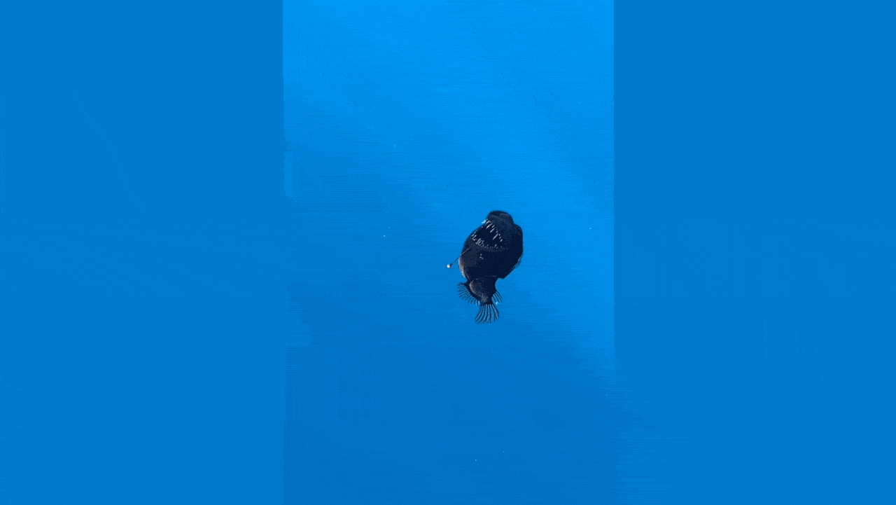 rssImage-e1bcad6f7bfe7cca848bada810876323.gif