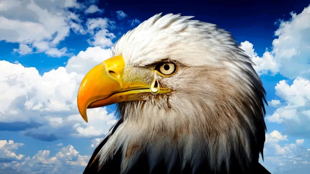 rssImage-0b2071a60b42f3aef76ff0fdccc0ad90.webp
