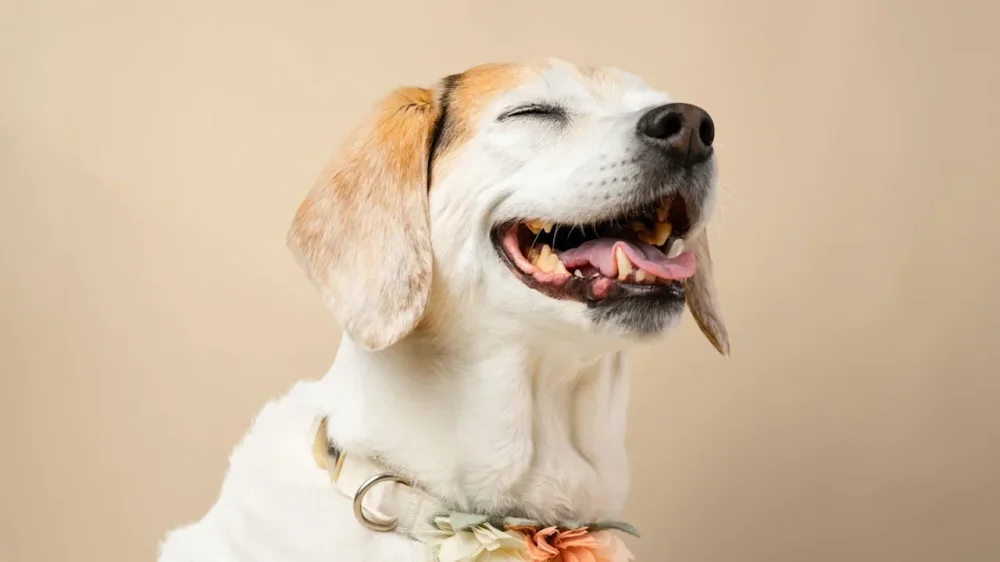 rssImage-aaf3e8e63fb192cc1f207c3bec47df63.webp