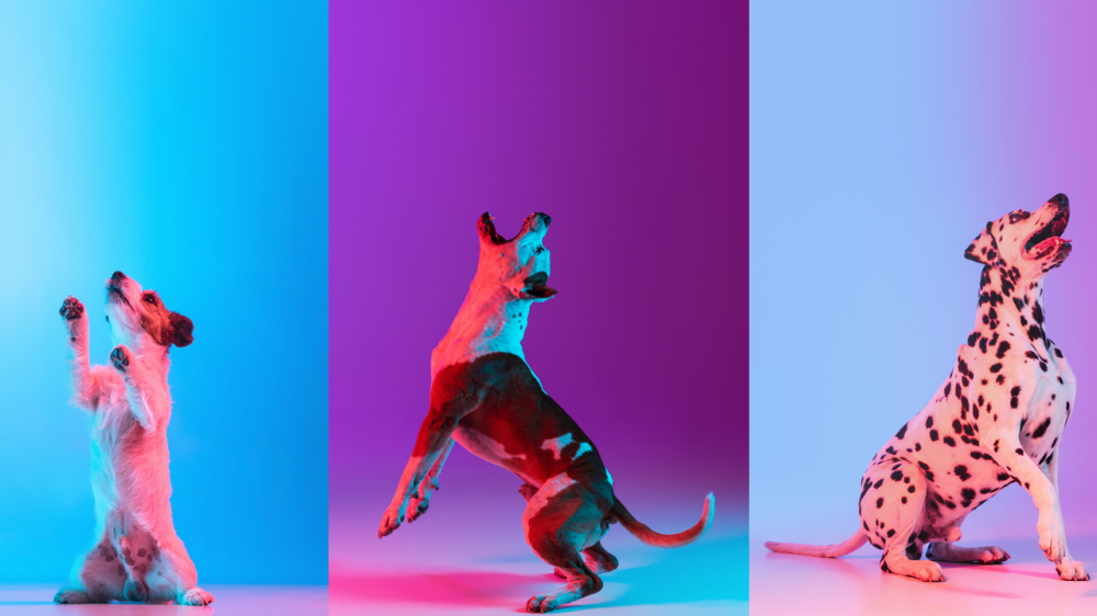 rssImage-79197a08673ec2c00485bd33f4edd30e.png